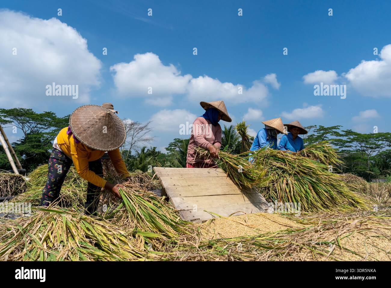 Ubud, Bali, Indonesia - August 23, 2025: Farmers threshing rice in the ...