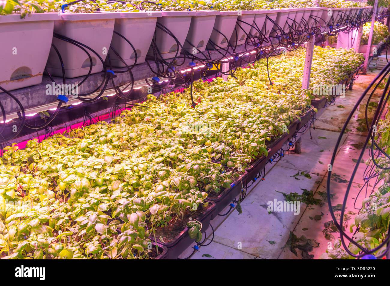 Microgreens growing under LED grow lights in indoor vertical farm ...