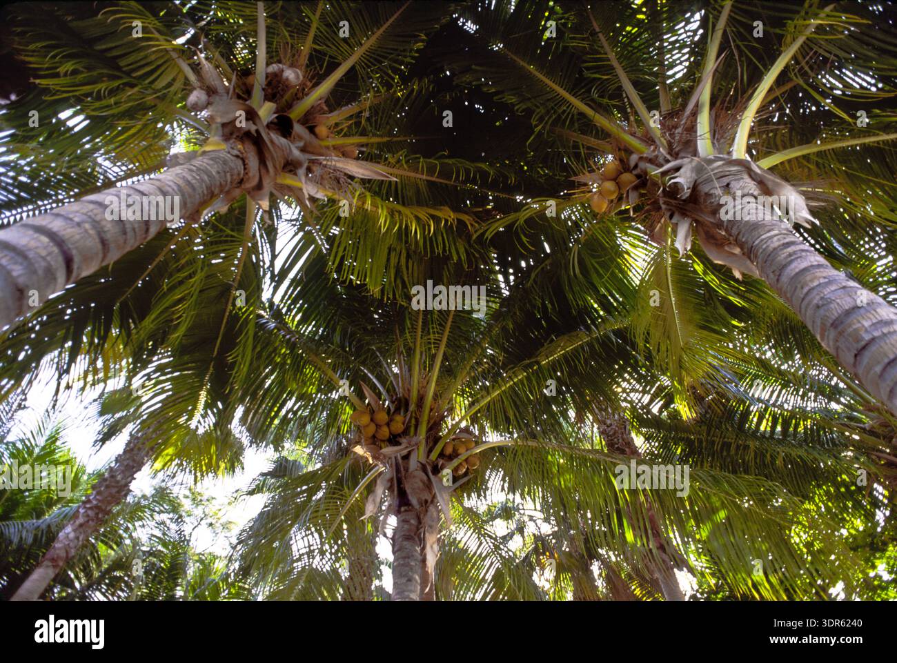 coconut palm trees near La Paz, Baja California Sur, Mexico Stock Photo -  Alamy