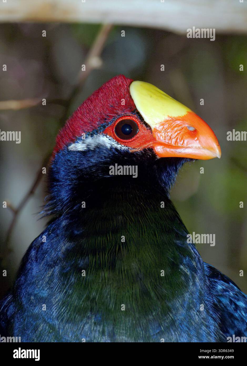 Turaco Digits violet turaco, violaceous plantain eater, Schildturako, Touraco violet ...