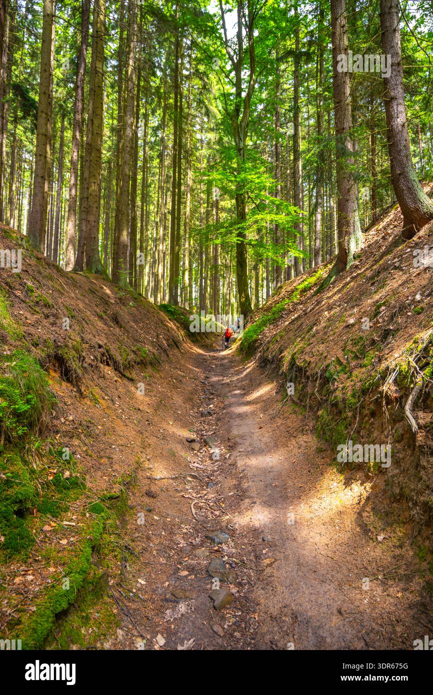 Forest path tall trees sunlight hi-res stock photography and images - Alamy