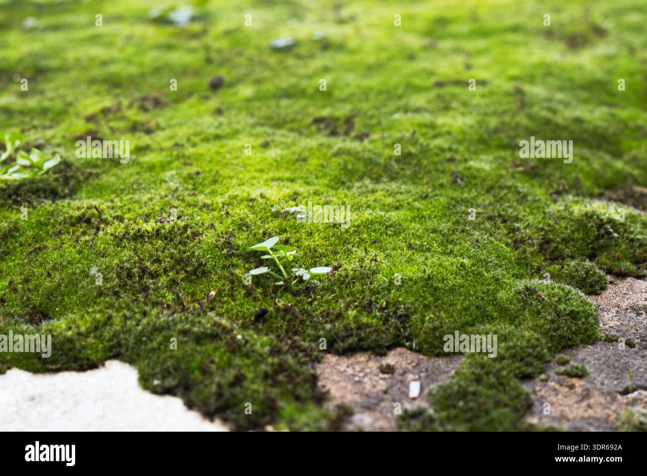 Low Moss Carpet On Building Foundation Stock Photo