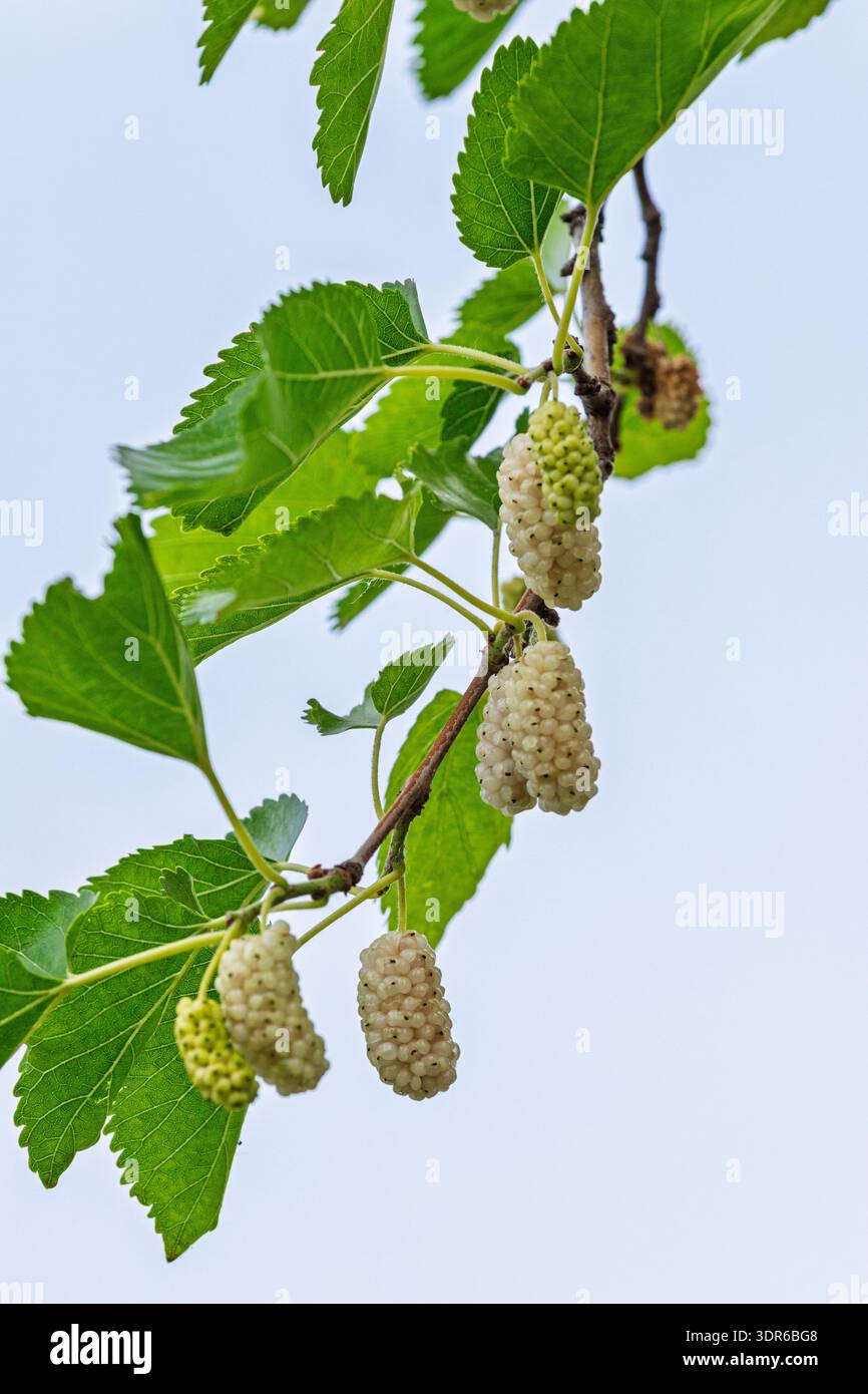 White mulberries hang from a leafy branch against a clear blue sky, captured in close-up to emphasize texture, color and natural detail for food, gard Stock Photo