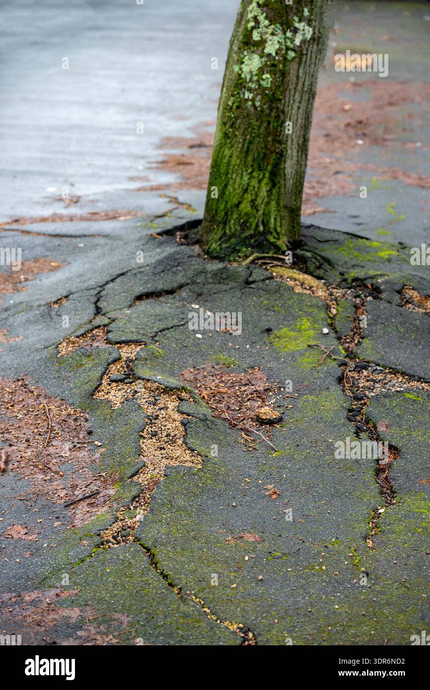 Tree Roots Cracking Driveway Tree roots cracking tarmac on a pavement, roots of large tree growing ...