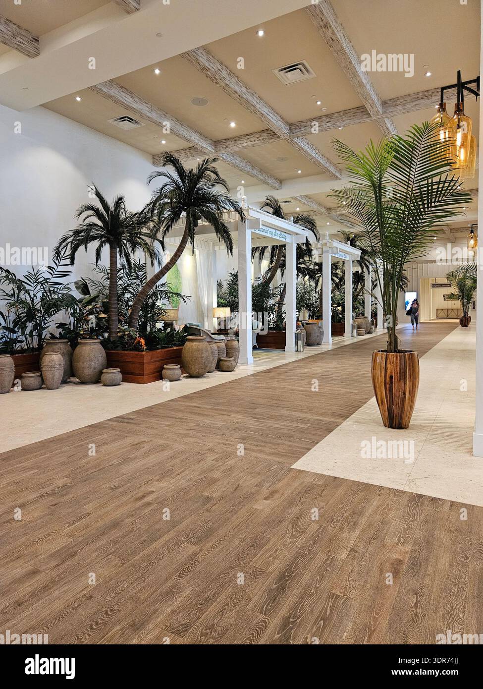 EDITORIAL USE ONLY- MARGARITAVILLE RESORT HOLLYWOOD BEACH FLORIDA:  The interior corridor and lounge area of the Margaritaville Hollywood Beach Resort in Florida. The space features white-washed wooden ceiling beams, natural wood-look flooring, and a series of indoor "cabanas" with white pergolas and privacy curtains. Large tropical palm trees in oversized stone planters line the hallway, creating an indoor-outdoor tropical atmosphere. Warm, amber-toned pendant lights and clean white architectural lines define this luxury coastal hospitality space. - Smartphone Captured Stock Image