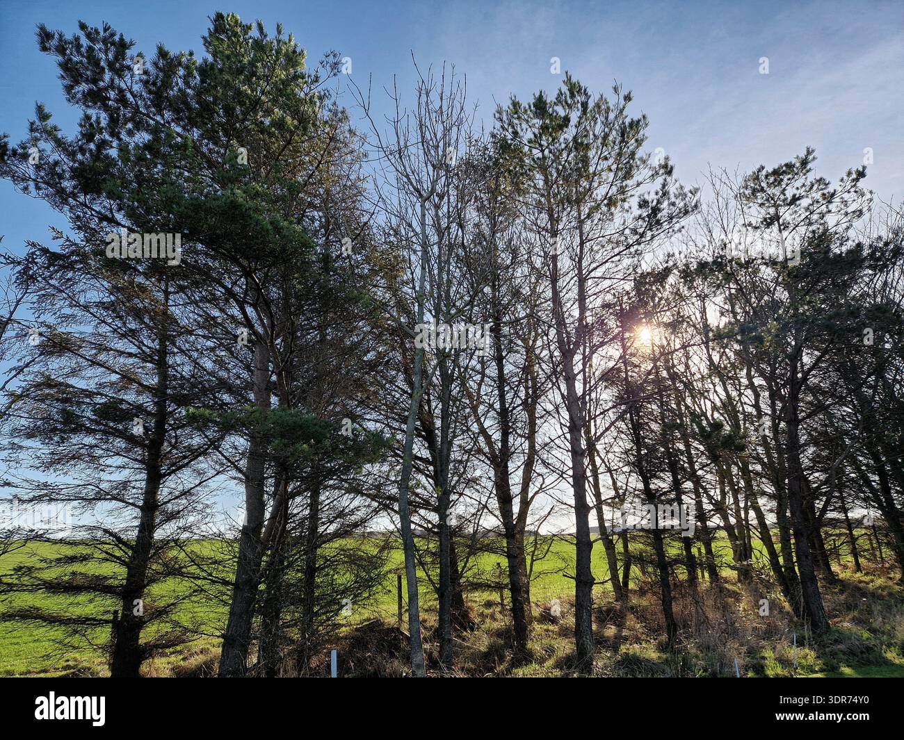 Sun shining through Scots pine trees with a blue sky Stock Photo