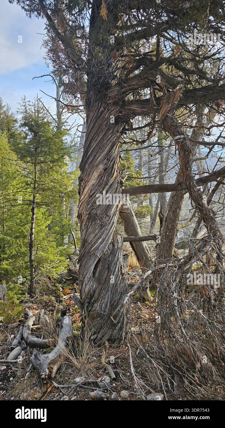 Landscapes - Smartphone Captured Stock Image