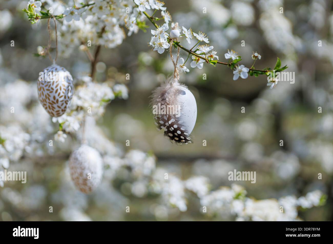 Easter eggs with feather hanging on blooming tree branch Stock Photo