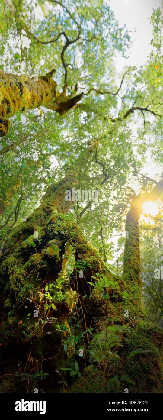 Tropical rainforest tree moss hi-res stock photography and images - Alamy