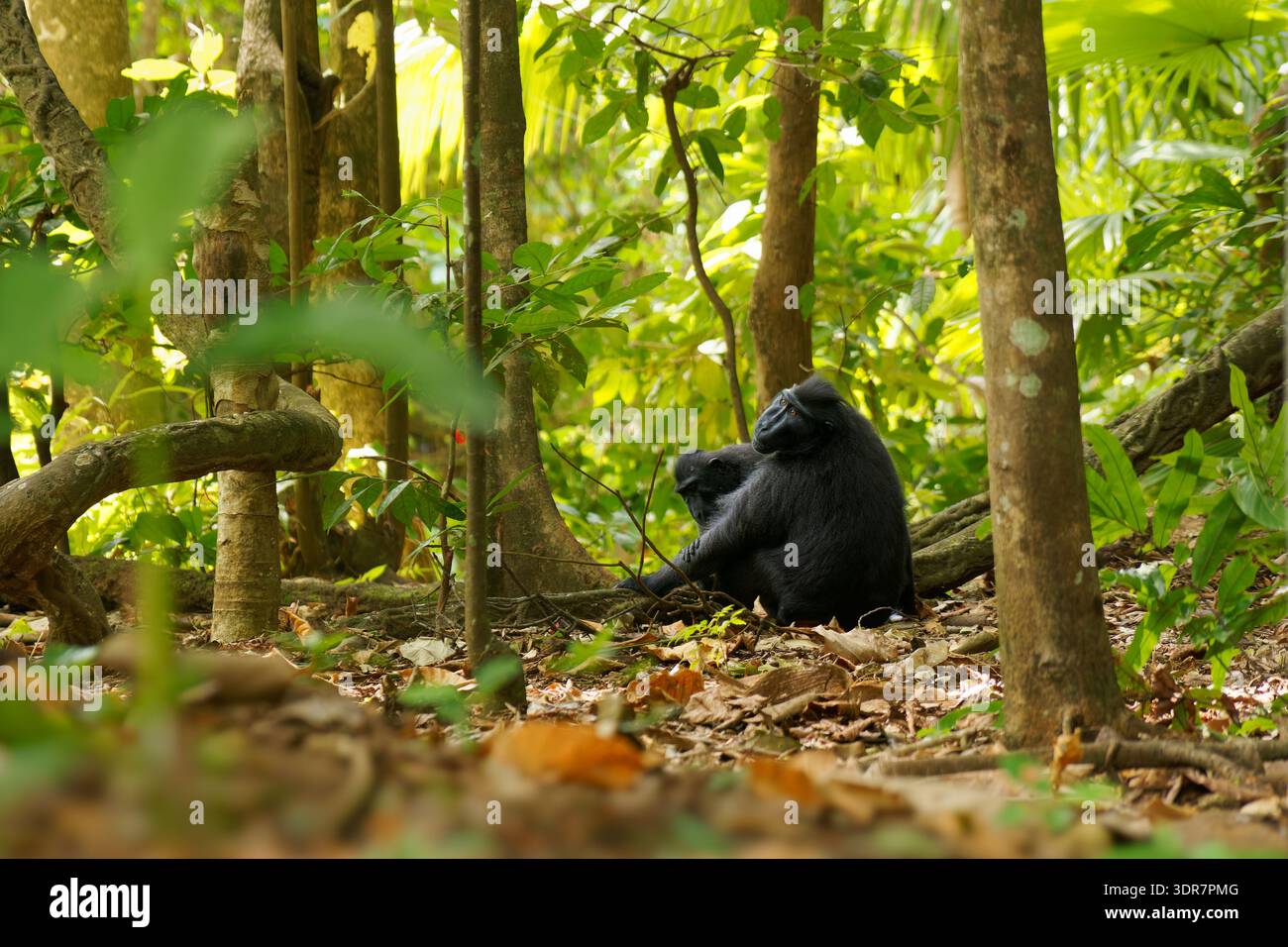 Crested macaque (Macaca nigra) perched on mossy branch in Sulawesi ...