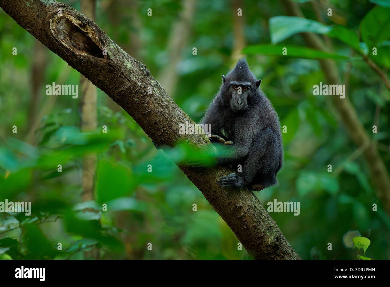 Crested macaque (Macaca nigra) perched on mossy branch in Sulawesi ...