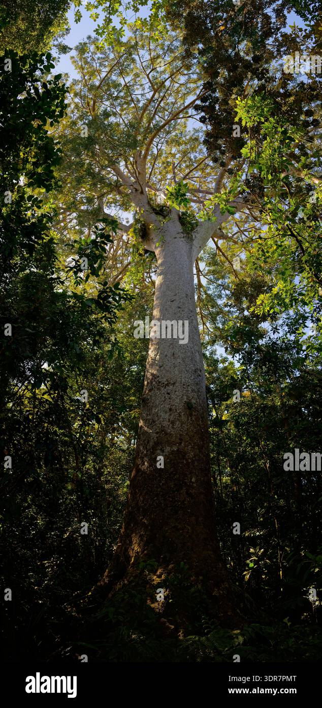 Ancient kauri tree (Agathis australis) towering in native forest ...