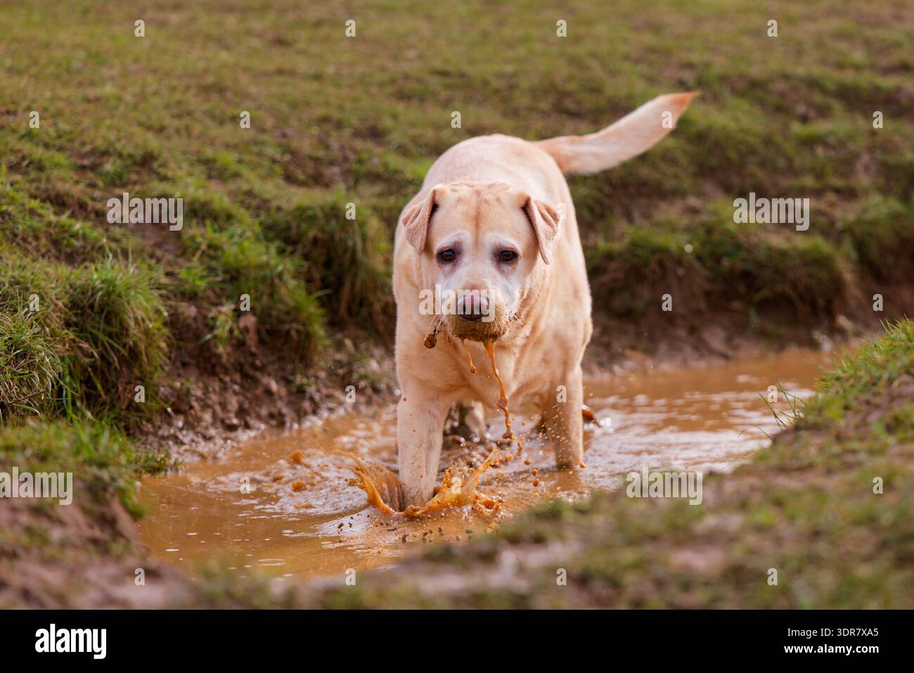 Old Labrador in a muddy puddle Stock Photo