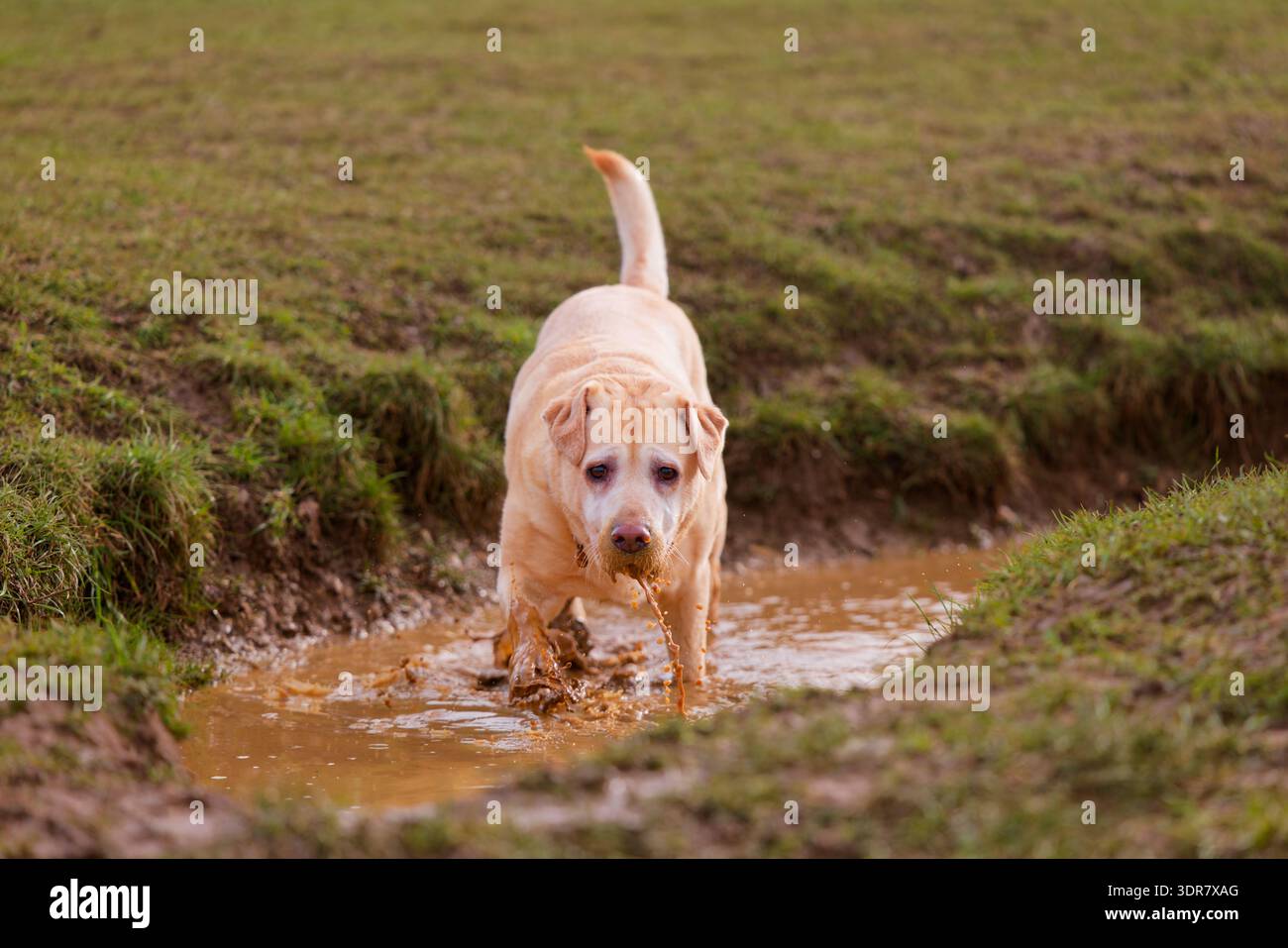 Old Labrador in a muddy puddle Stock Photo