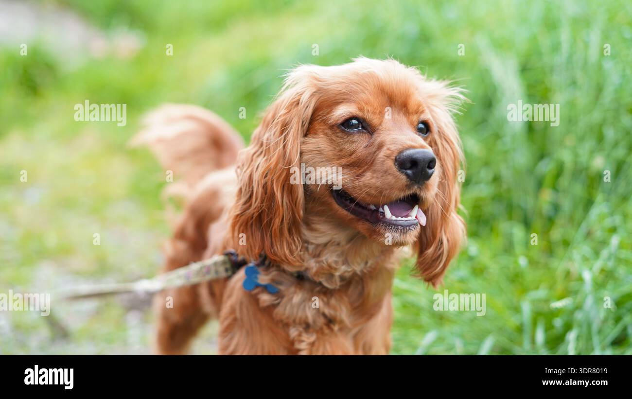 Golden Cocker Spaniel dog Stock Photo