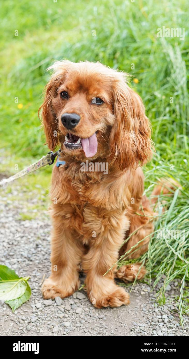Golden Cocker Spaniel dog Stock Photo
