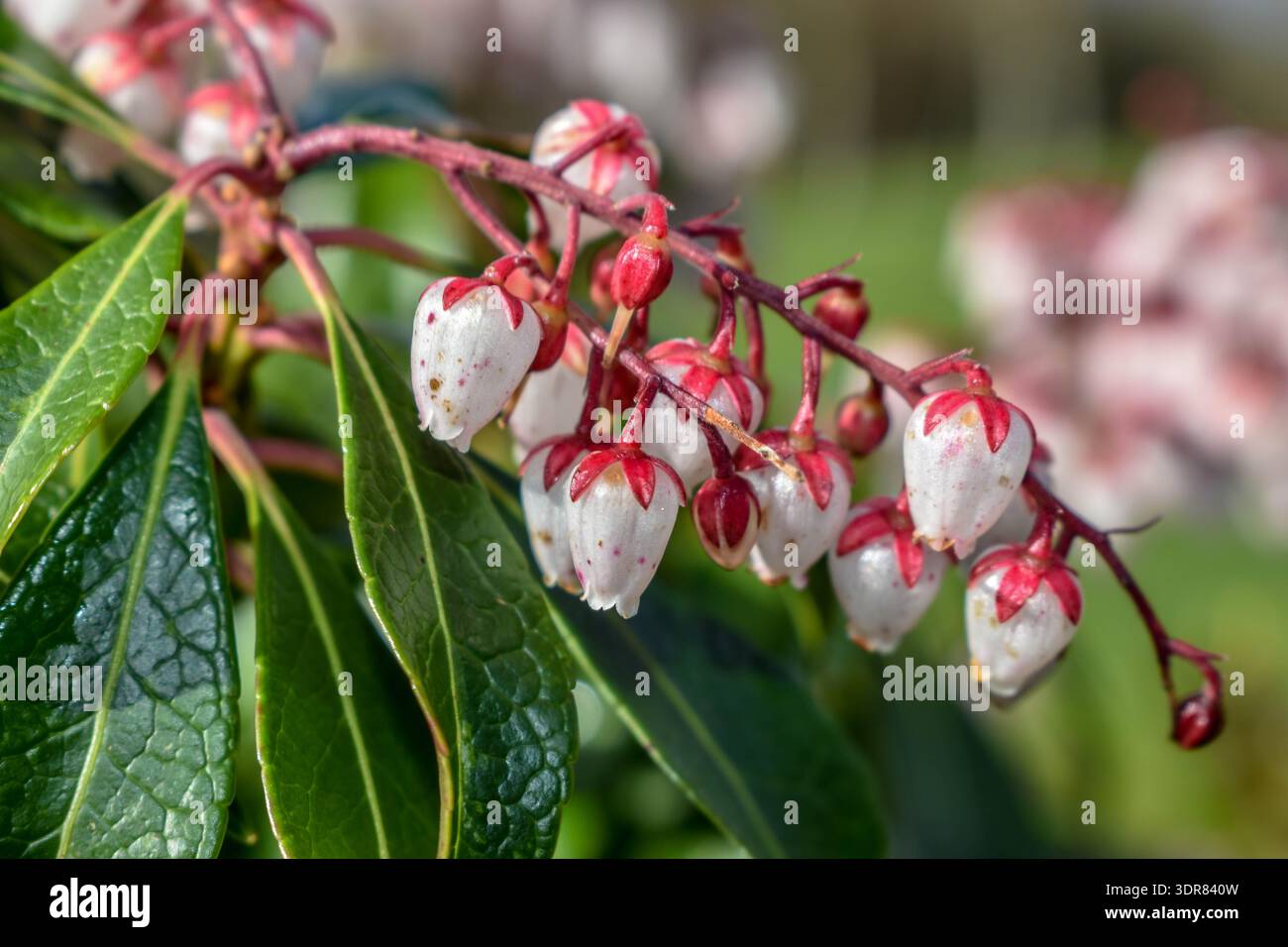 early spring blooms of Pieris japonica, a popular evergreen shrub ...