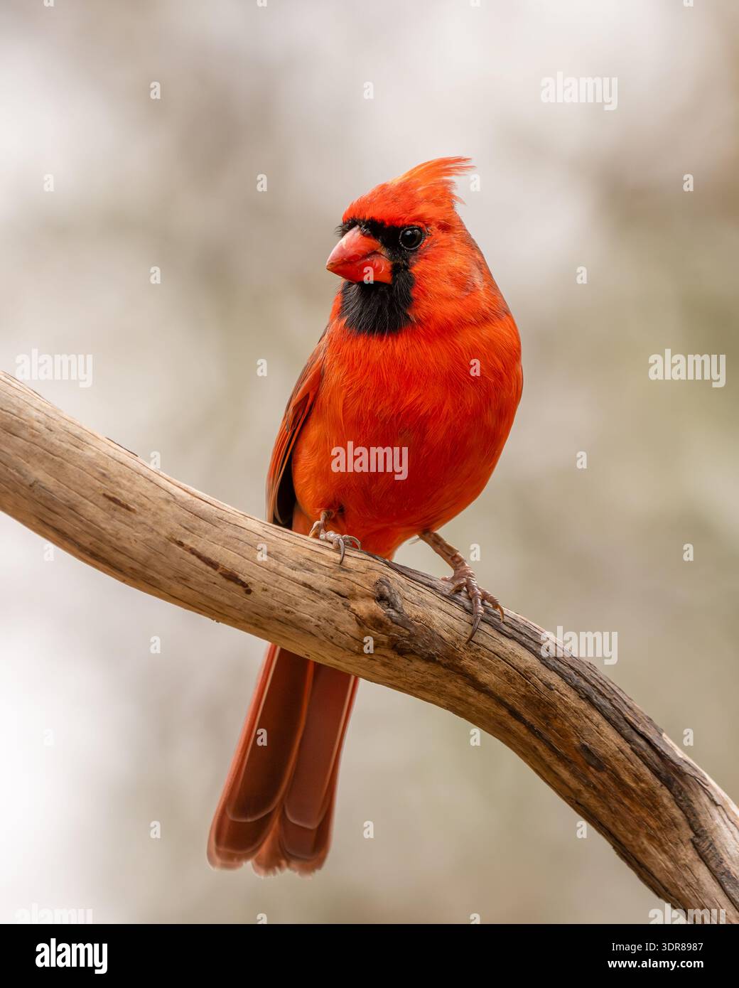 Cardinal Sitting Cardinal sighting hi-res stock photography and images - Alamy