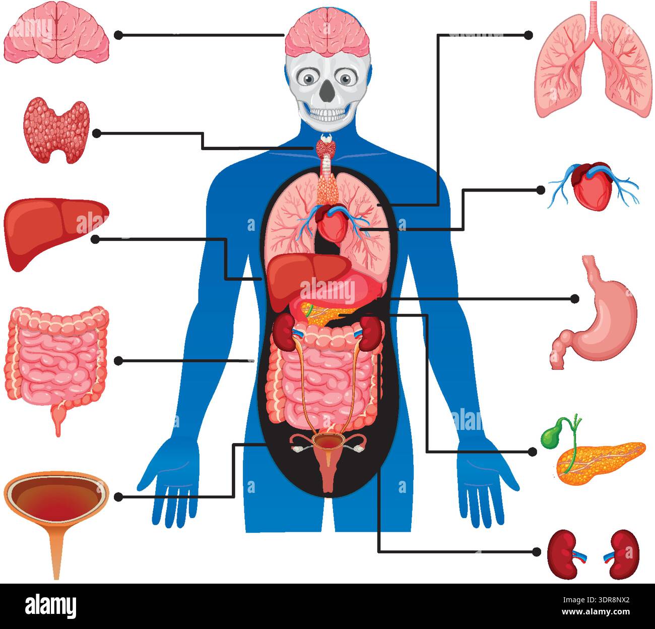 Colorful flat vector illustration of human internal organs with labeled ...