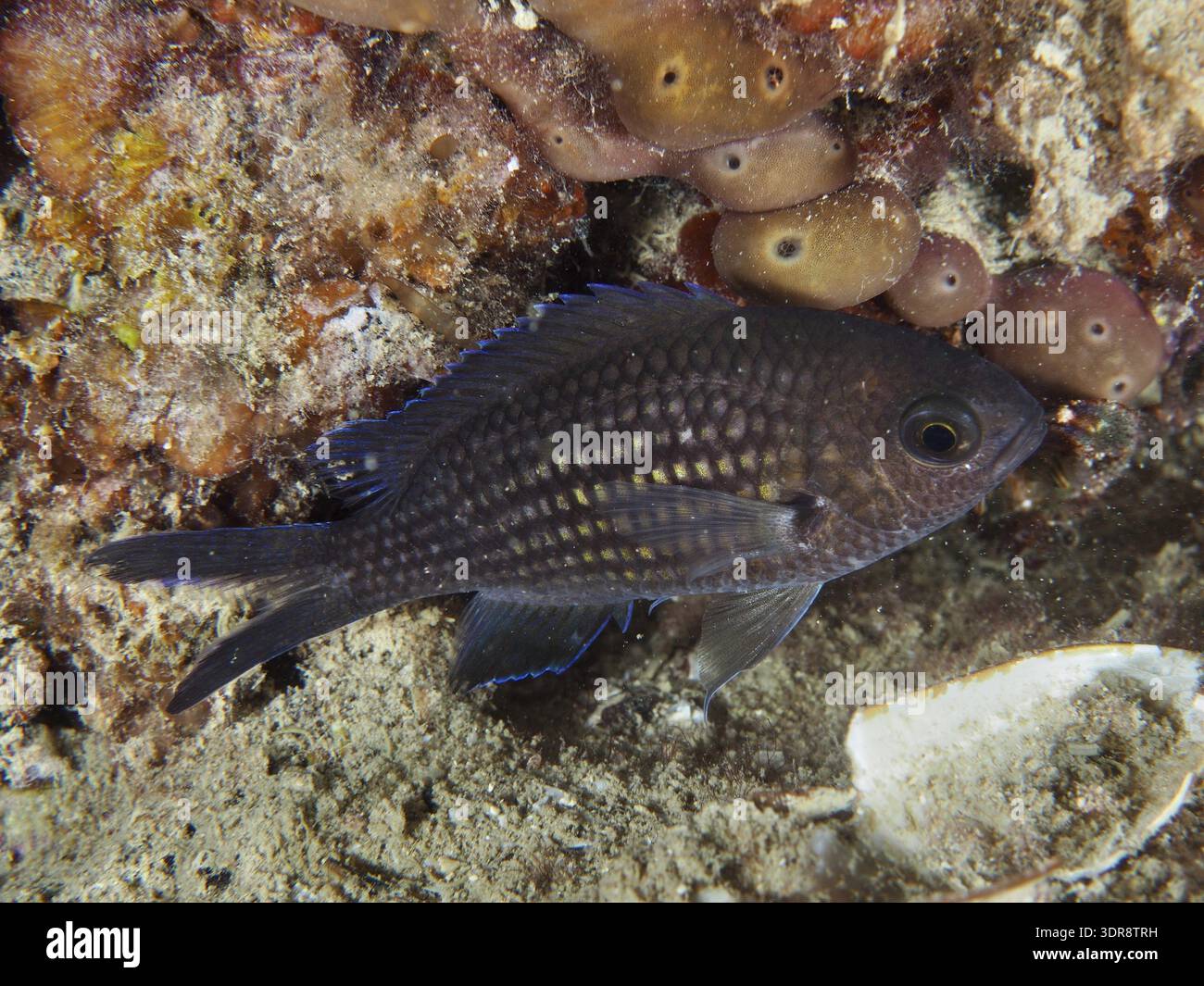 A small, dark-coloured fish with distinctive scales, monkfish (Chromis ...