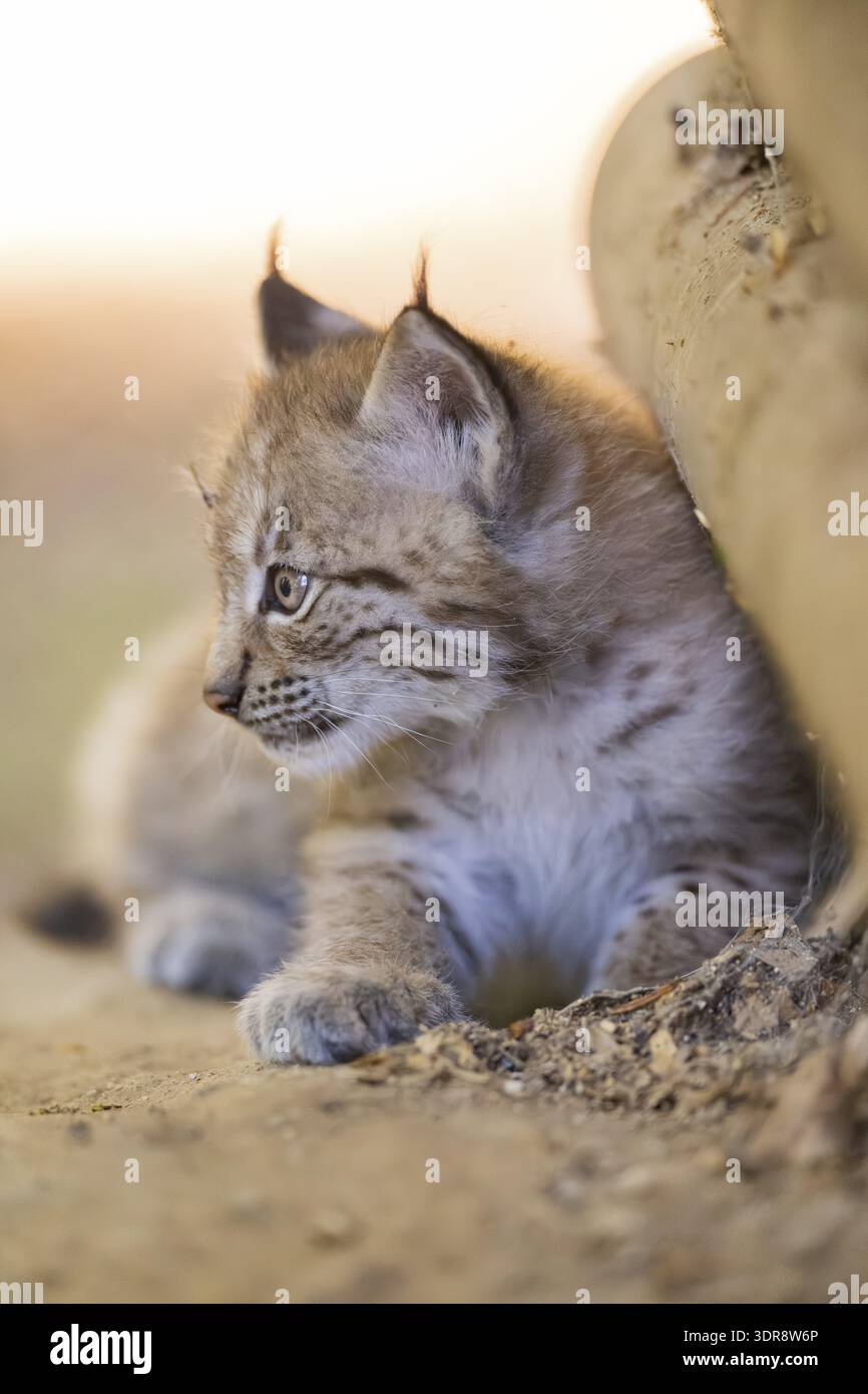 Eurasian lynx (Lynx lynx) youngster (cub) lying in a forest, Bavaria, Germany Stock Photo