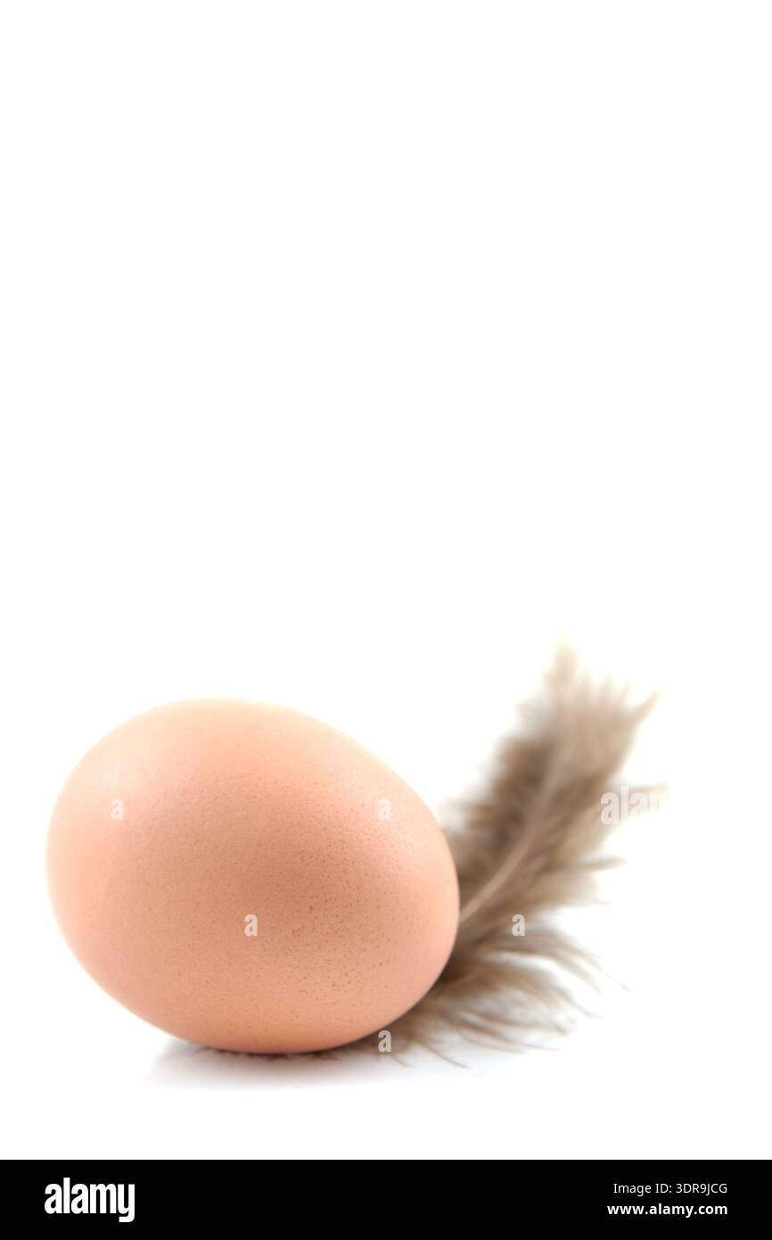 Das Ei/ the egg Stock Photo