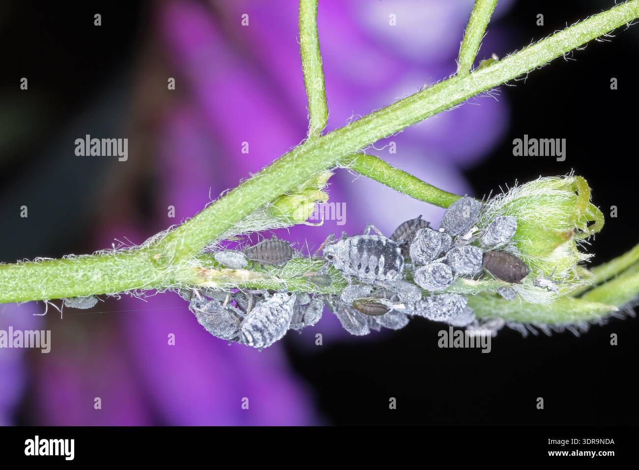 A colony of aphids on a vetch plant. Stock Photo