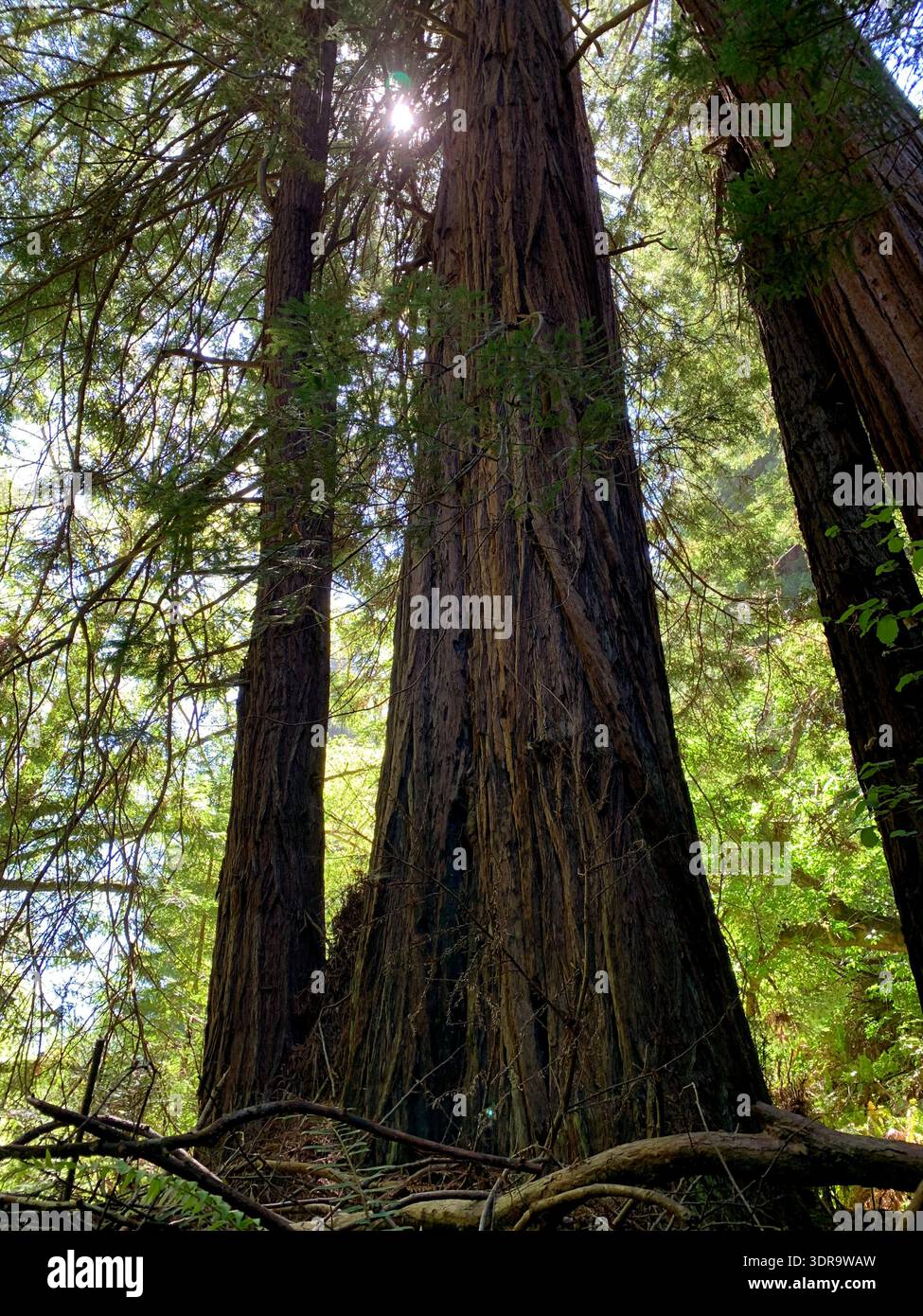 Tall redwood trees with sunlight filtering through the canopy in a lush ...