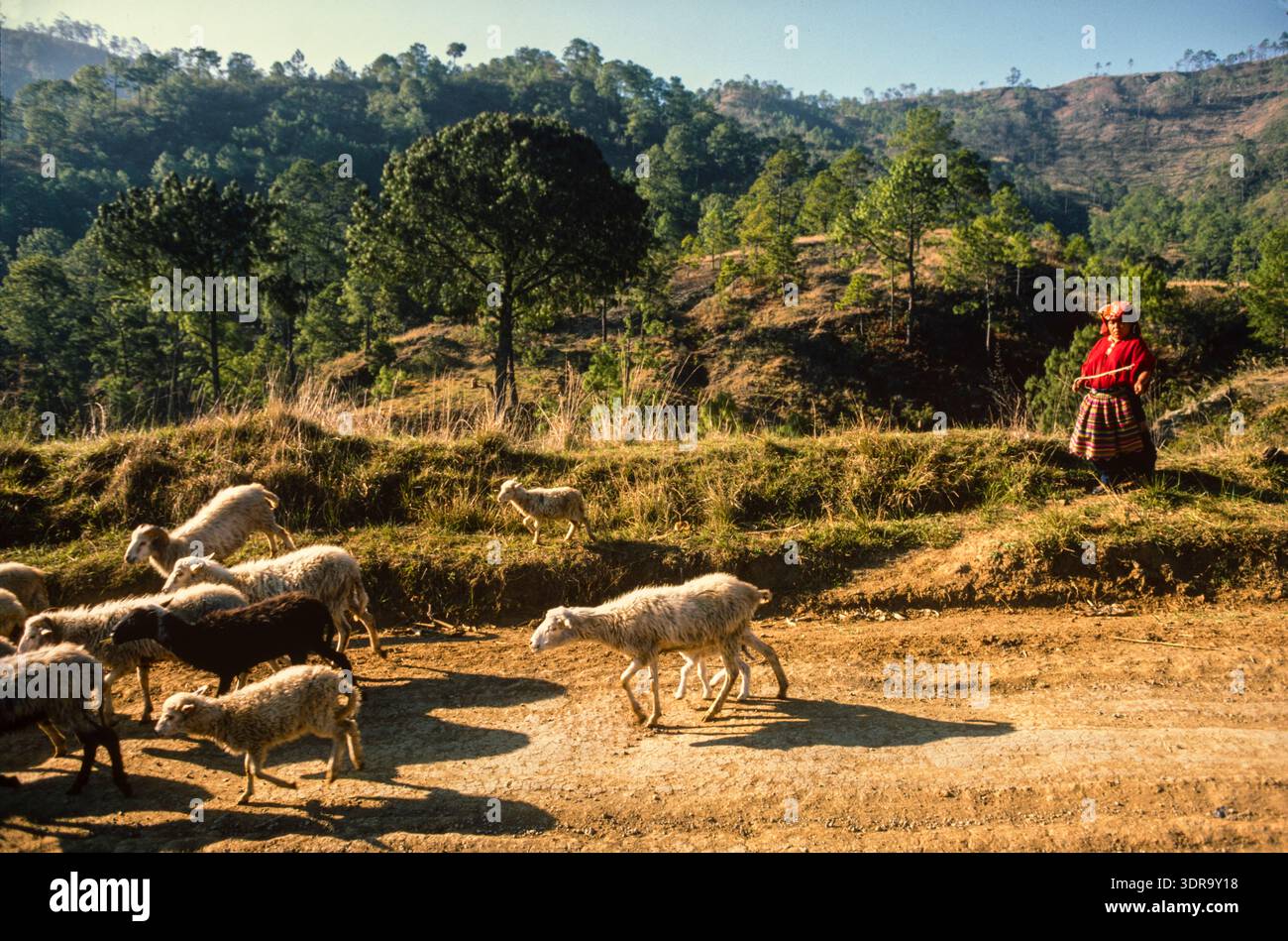 A woman shepherds her sheep, rural Guatemala Stock Photo