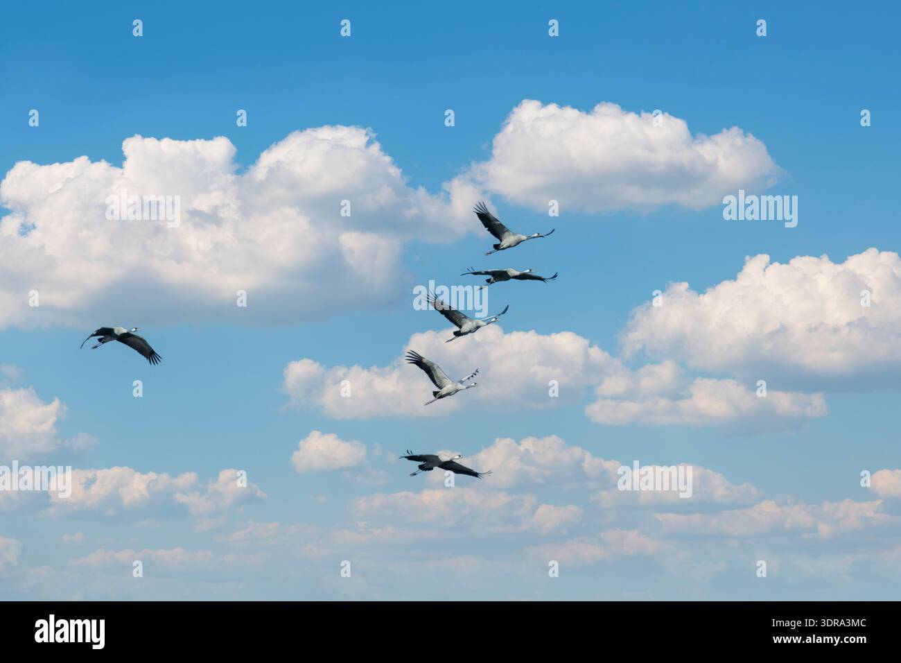 Flock ibis flying in hi-res stock photography and images - Alamy