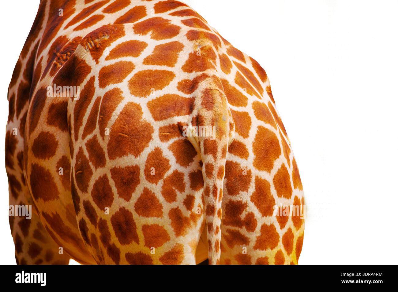 Giraffe skin texture very close,isolated on white Stock Photo