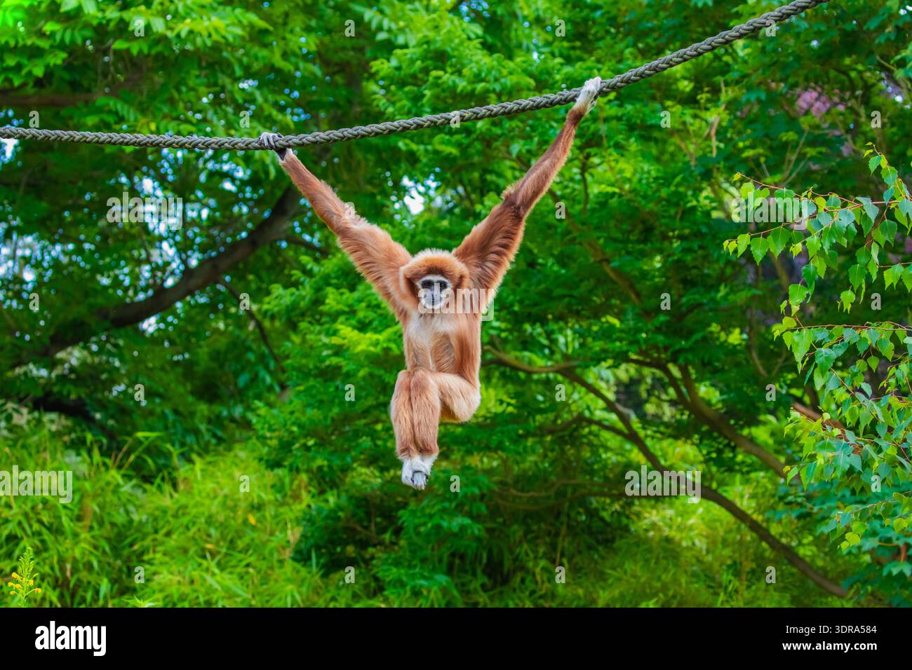 White-handed gibbon jumping. Natural green background. Animals in zoo ...