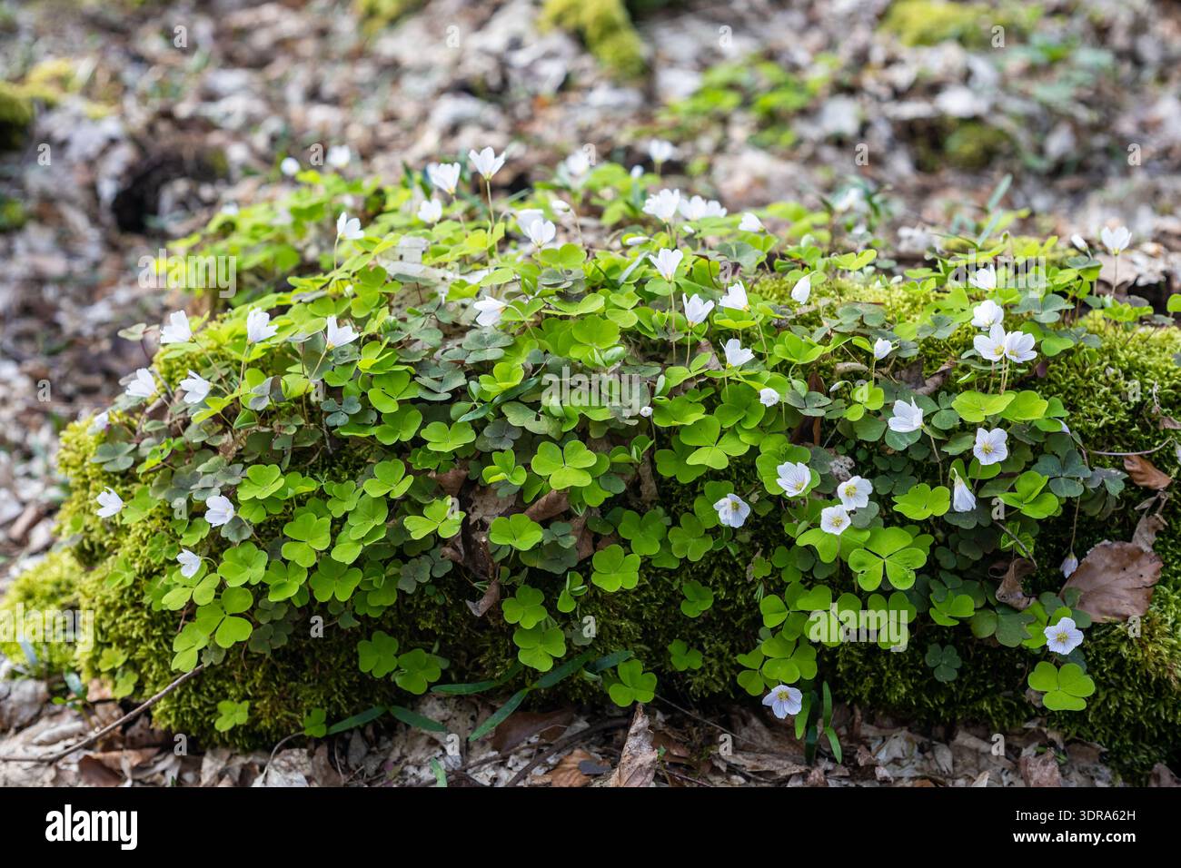 Klee floor decker in the forest Stock Photo