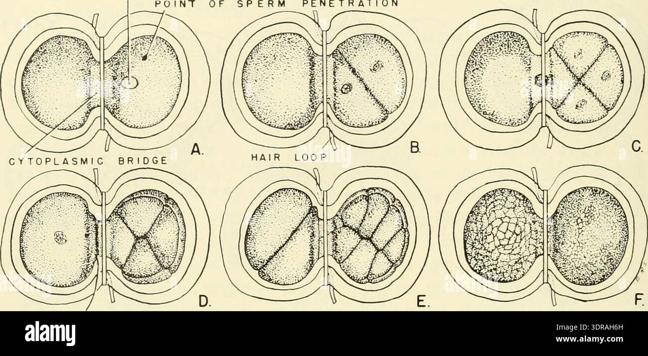 This illustration details the cleavage stages of Triturus viridescens ...