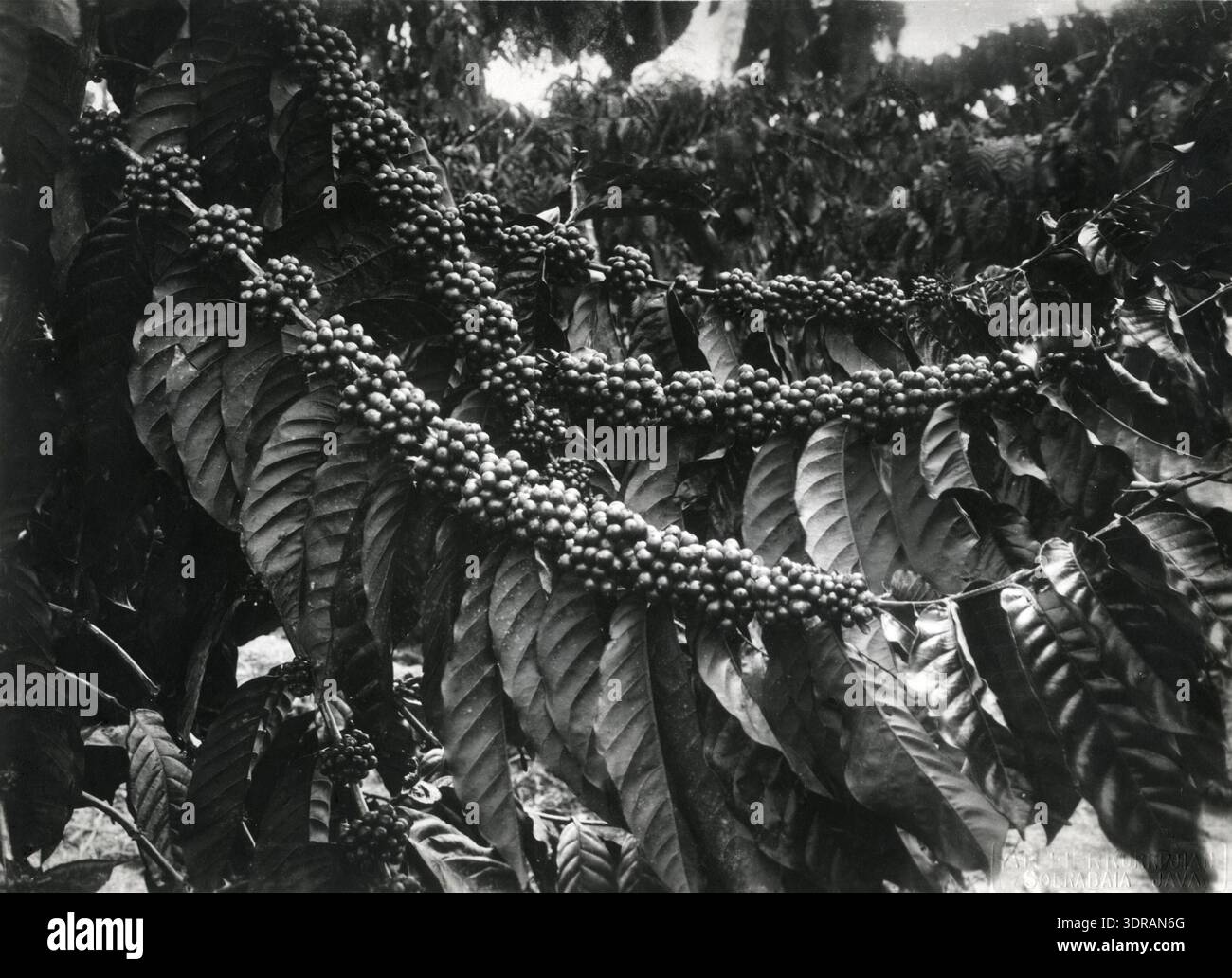Java Coffee Farm Shows a coffee plant on the island of java hi-res stock photography and ...