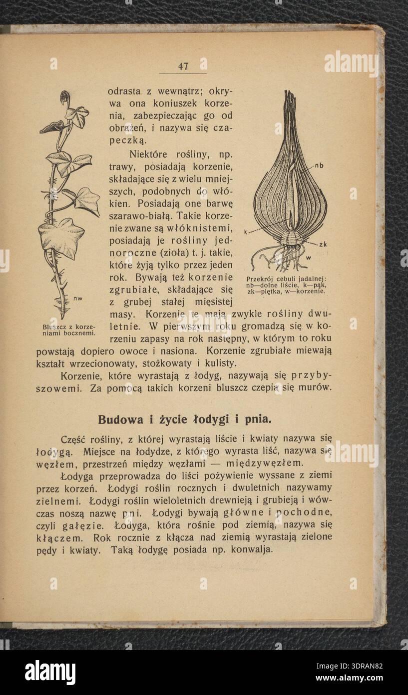 Botanical terminology for teaching and learning hi-res stock ...