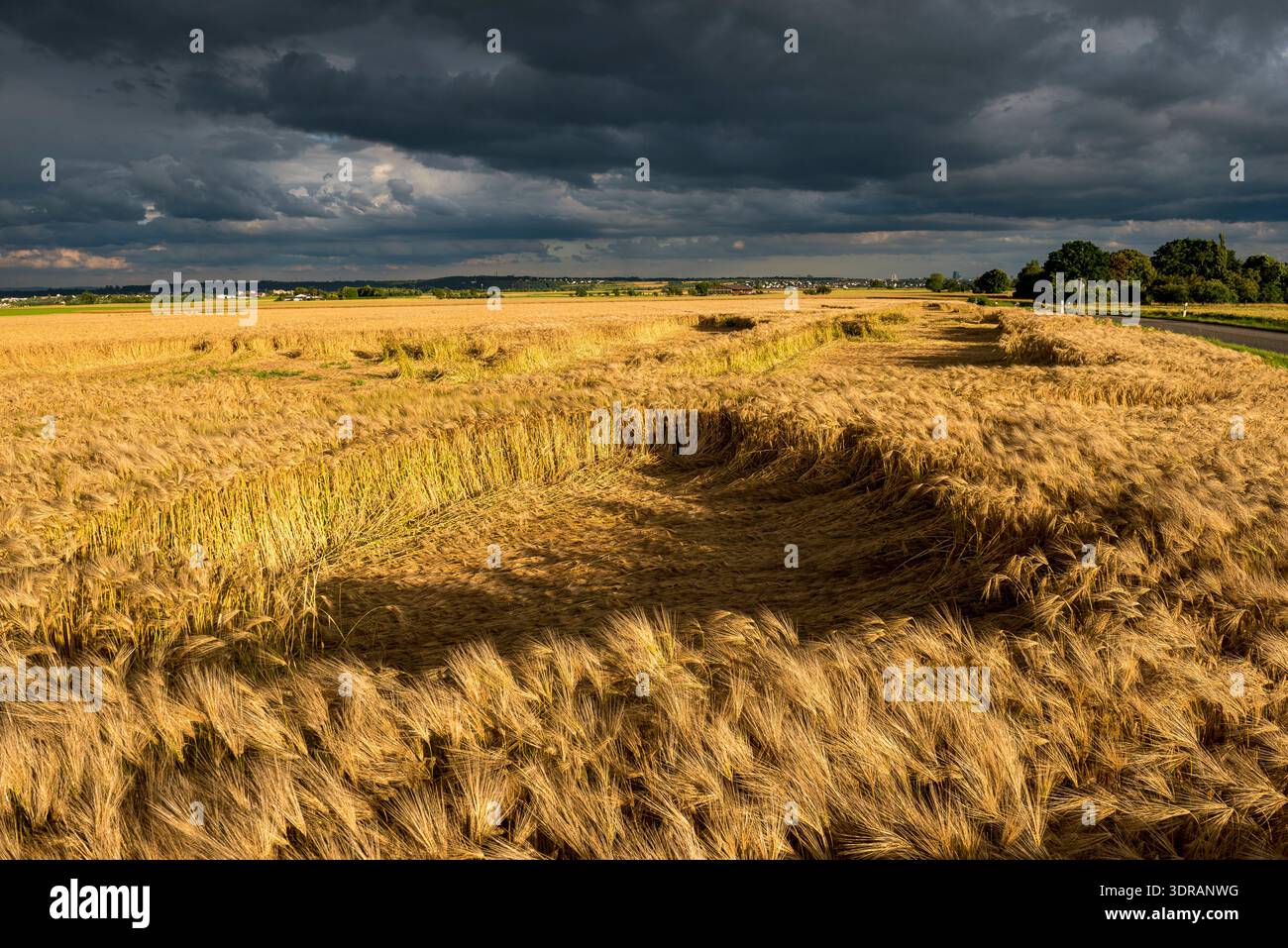 Wind break Stock Photo