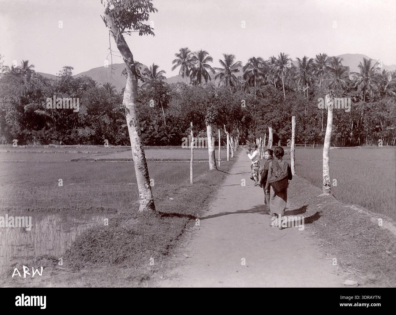 The photograph shows Javanese women walking along a path between ...
