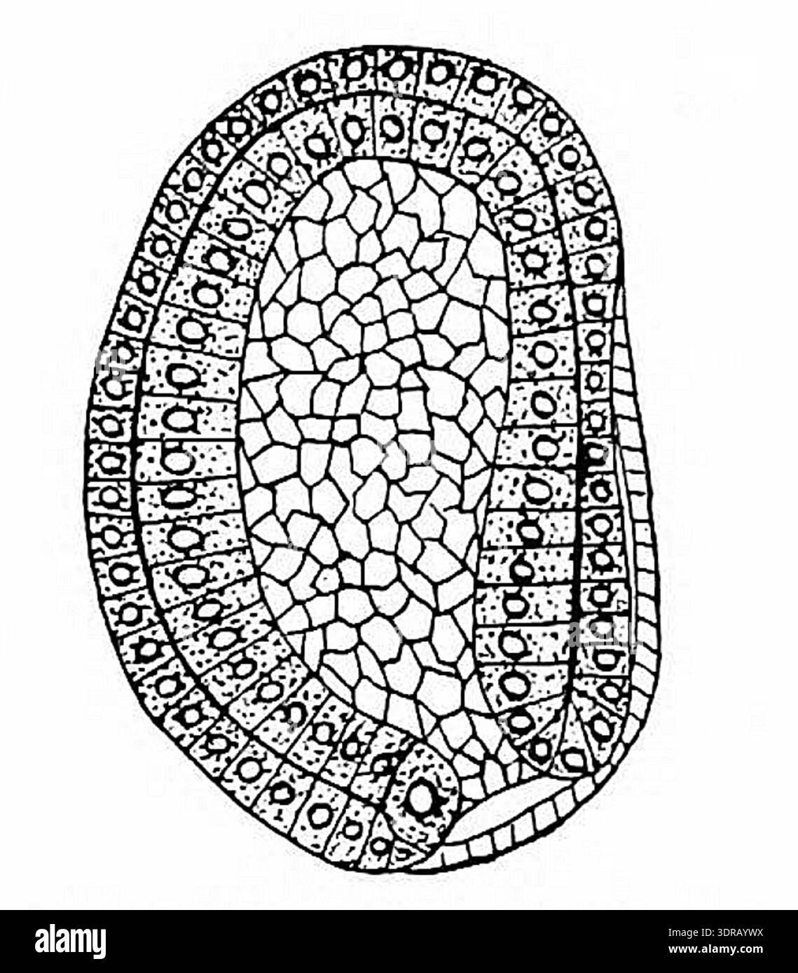 Showing early embryonic development stages the image illustrates ...