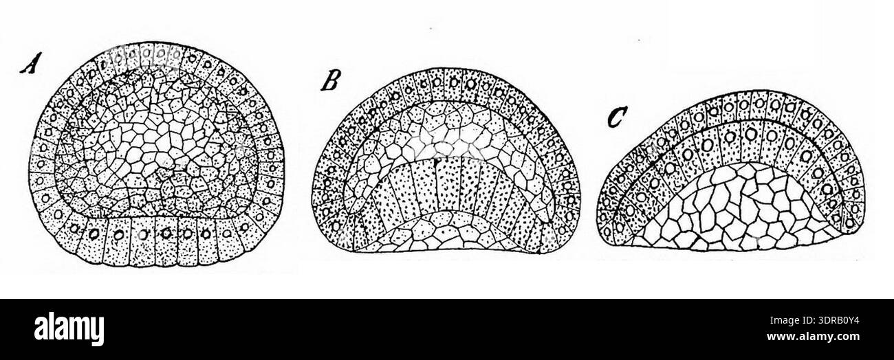 Illustration of three stages in gastrulation of amphioxus embryos hi ...