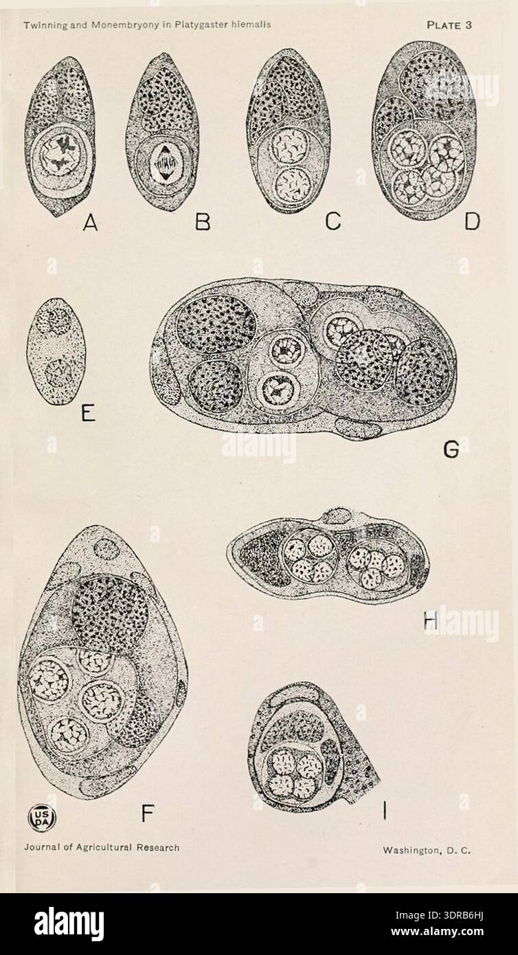 Segment within the trophamnion the images illustrate parasitoid ...