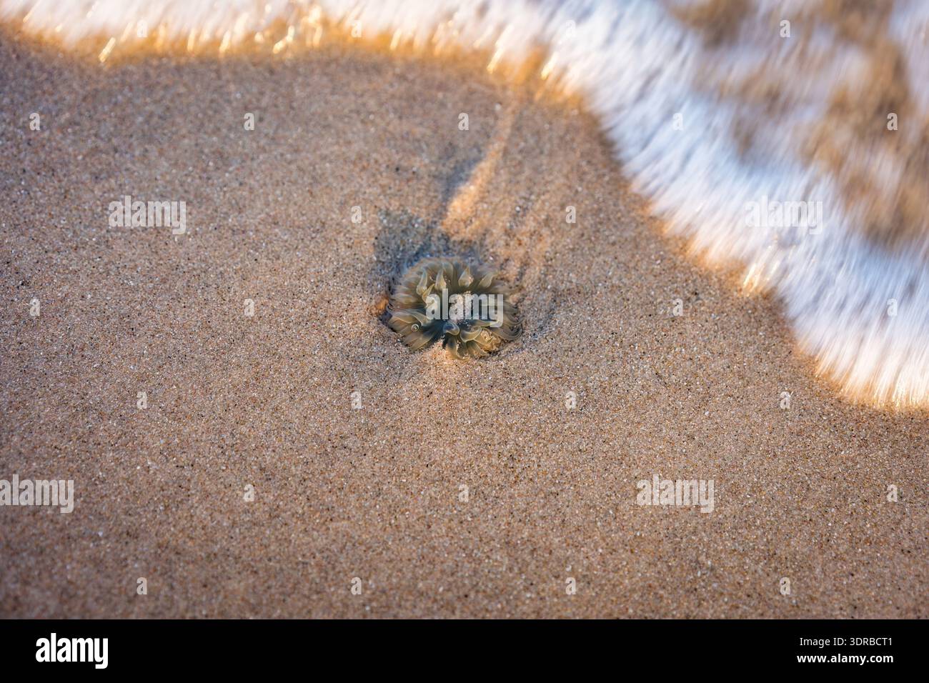 Marine invertebrate with sea water and gentle waves flowing over sandy beach during warm sunset light Stock Photo
