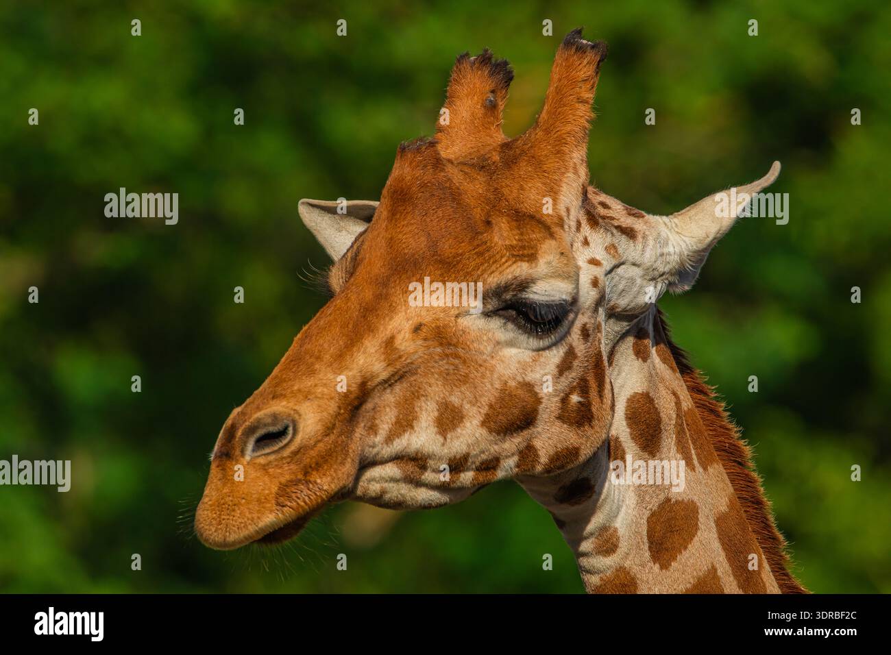 Giraffe in selective focus on green natural background Stock Photo