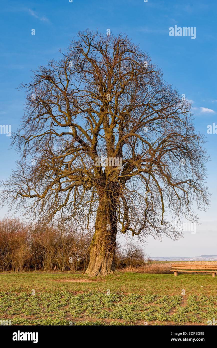 Tree trunk, branches and crown of a still leafless chestnut tree In spring with a park bench Stock Photo