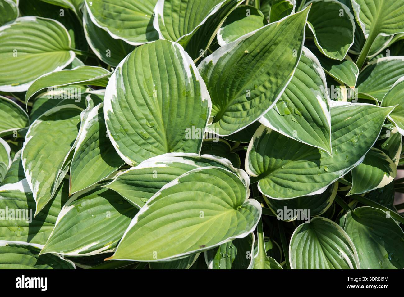 Water droplets on green and white hosta leaves Stock Photo