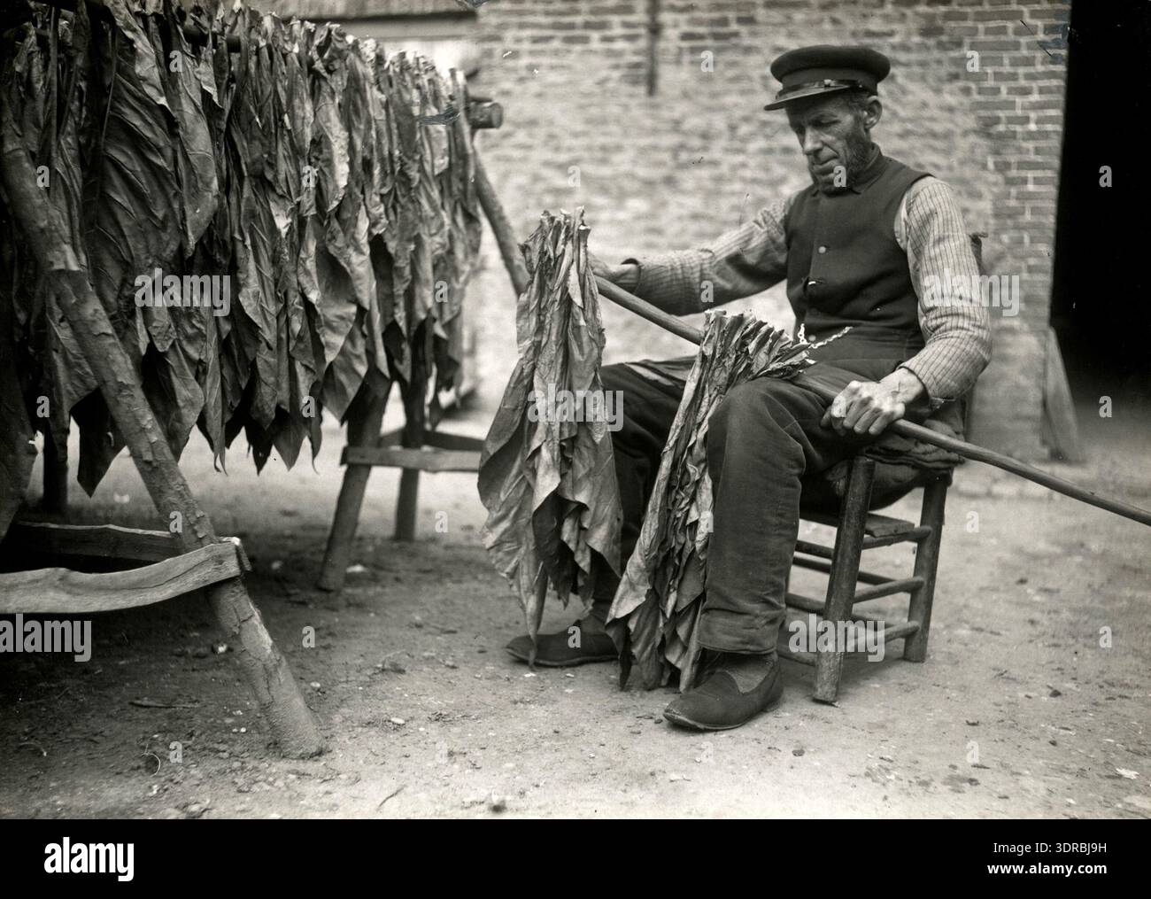 This pre-1915 photograph by Kees Hofker shows the stringing of harvested tobacco  leaves in Gelderland, Netherlands. Workers thread the leaves onto cords for  drying, using frames and racks, ensuring even exposure to