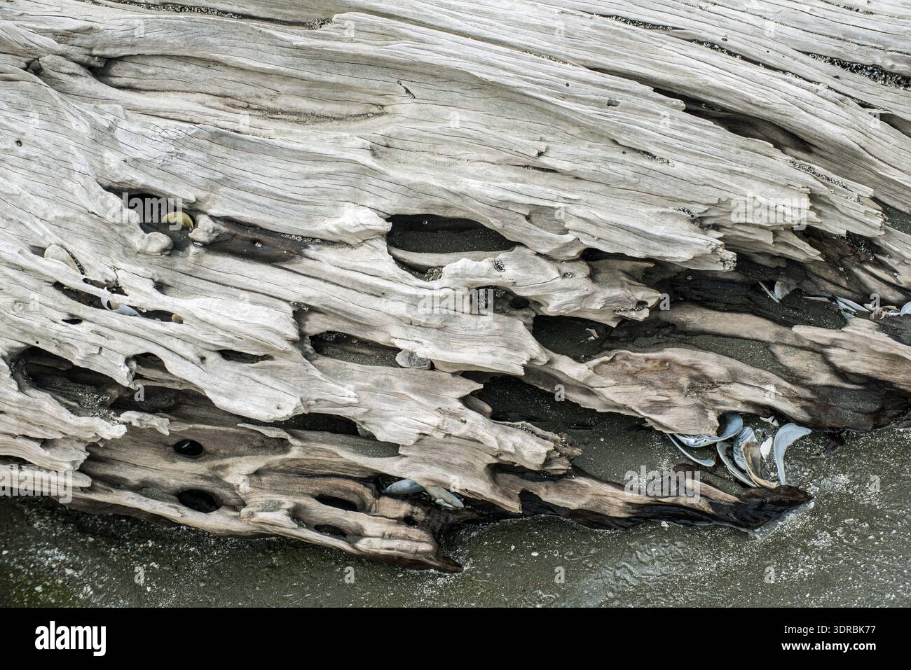 A piece of roting pohutukawa tree worn away by sea and the weather on a beach in New Zealand Stock Photo