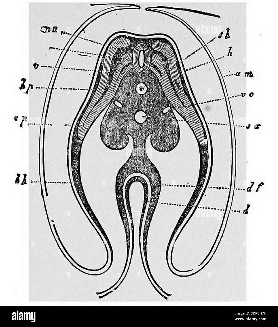 The illustration shows transverse sections of a chick embryo on the ...