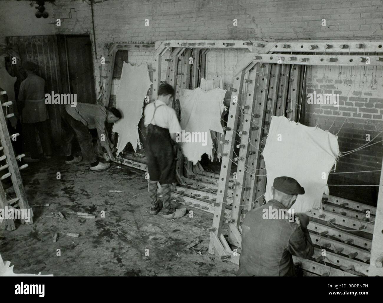 Parchment Making Process Mid 20th century dutch parchment production hi-res stock photography ...