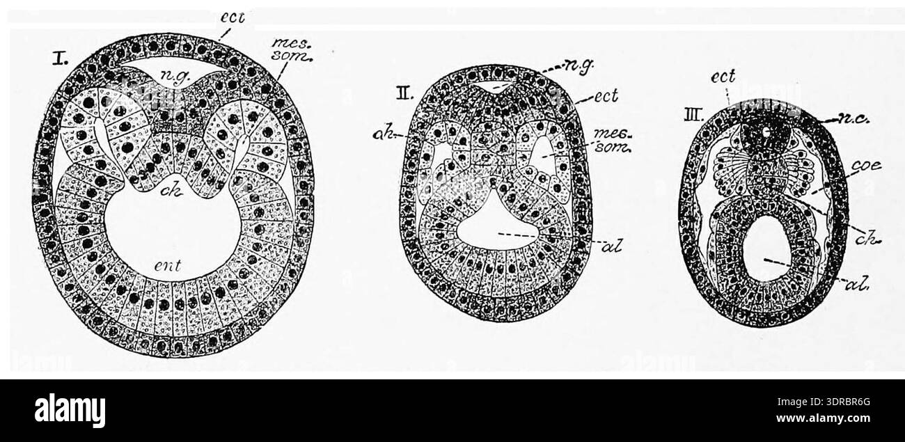 This illustration shows the origin of the mesoderm in Amphioxus. It ...